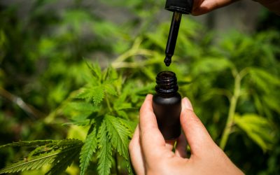 Intrigued by the Cbd Oil Hype? Read This Before You Buy