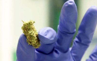 Cannabis-based medicines: Two drugs approved for NHS