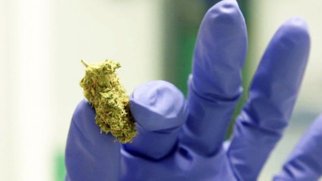 Cannabis-based medicines: Two drugs approved for NHS